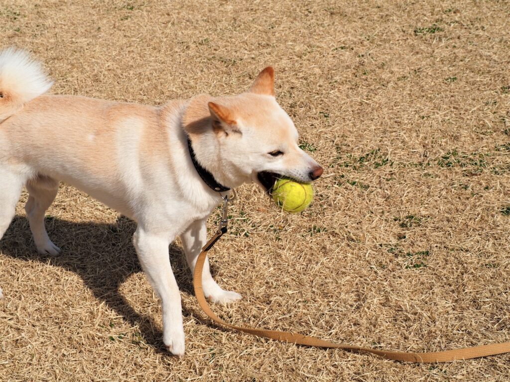 ボールを拾う犬